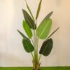 ABT502L (b) Banana Tree 160cm