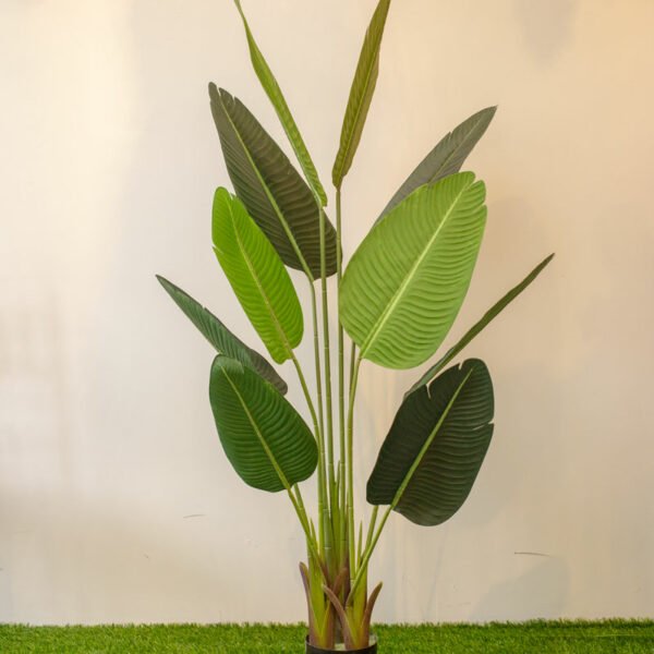 ABT502L (b) Banana Tree 160cm