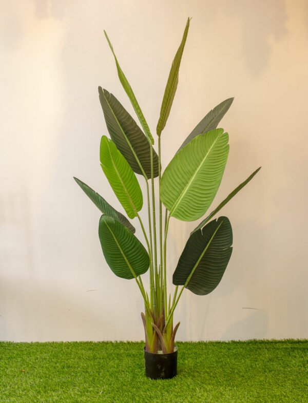 ABT502L (b) Banana Tree 160cm