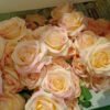 ARO304L Roses Pink Peach - Image 3