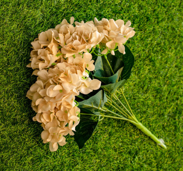 AHY702L Hydrangea Champagne