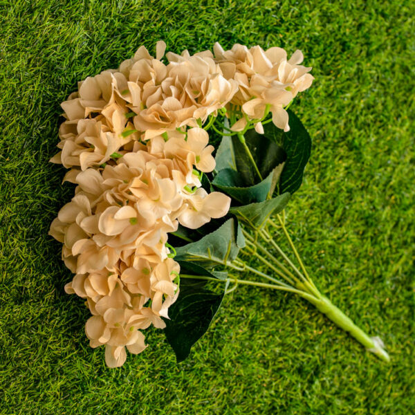 AHY702L Hydrangea Champagne