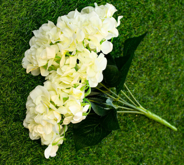AHY803L Hydrangea Cream