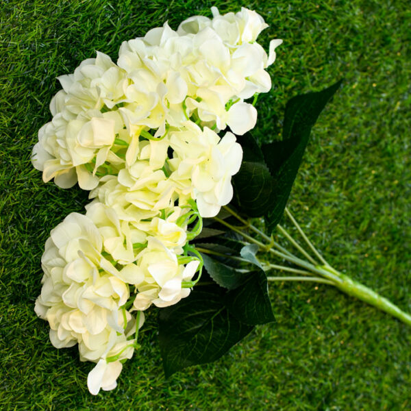 AHY803L Hydrangea Cream