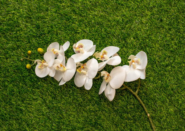 AOR101L Orchid White