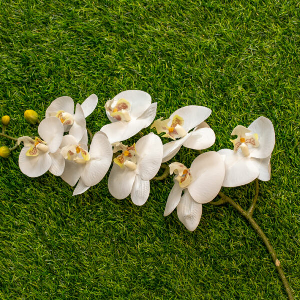 AOR101L Orchid White