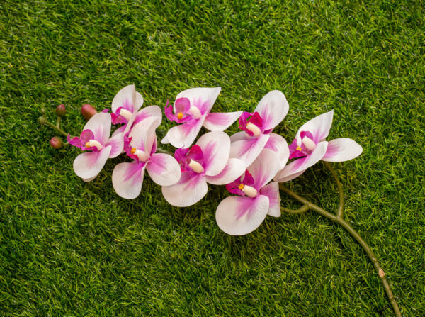 AOR104L Orchid White Purple