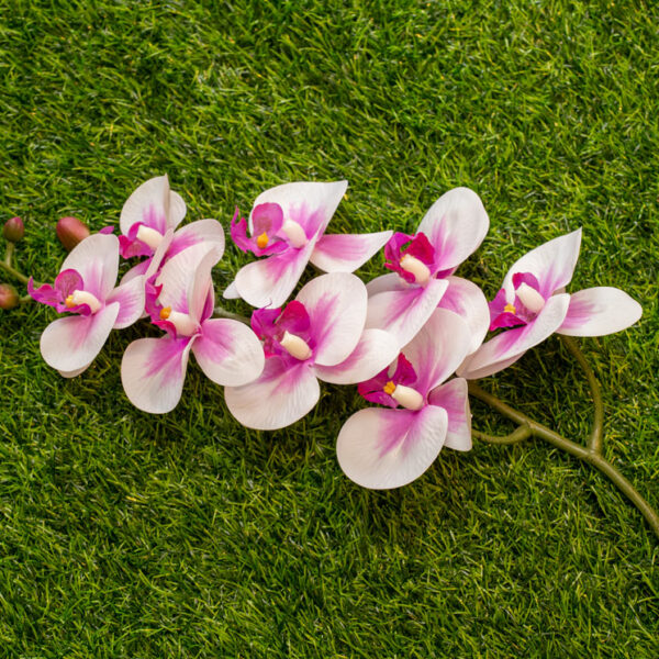 AOR104L Orchid White Purple