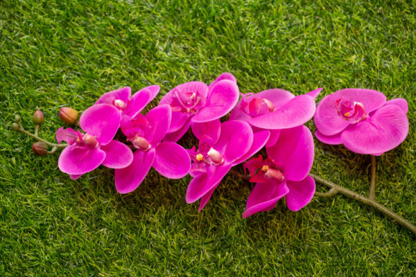 AOR602L Orchid Purple