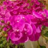 AOR602L Orchid Purple - Image 3