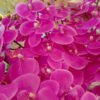 AOR602L Orchid Purple - Image 4