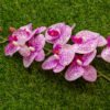 AOR603L Orchid Purple Polka Dot
