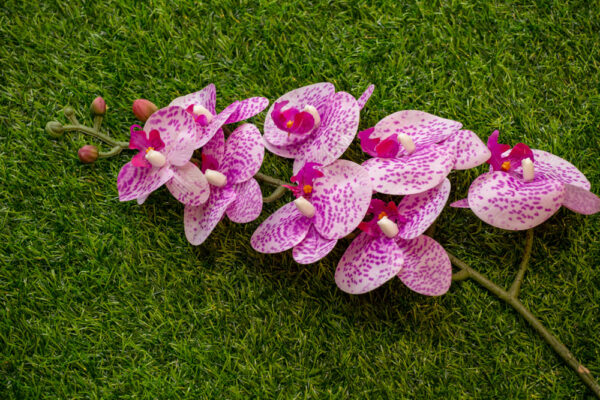 AOR603L Orchid Purple Polka Dot