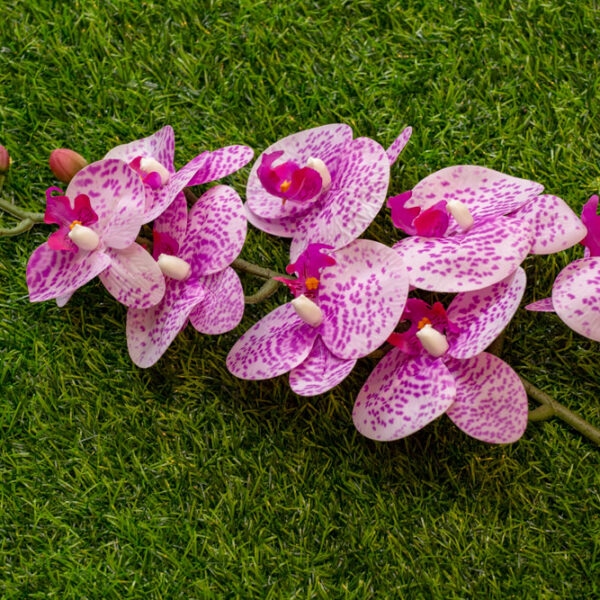 AOR603L Orchid Purple Polka Dot