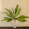 ASE502L Seaweed Fern