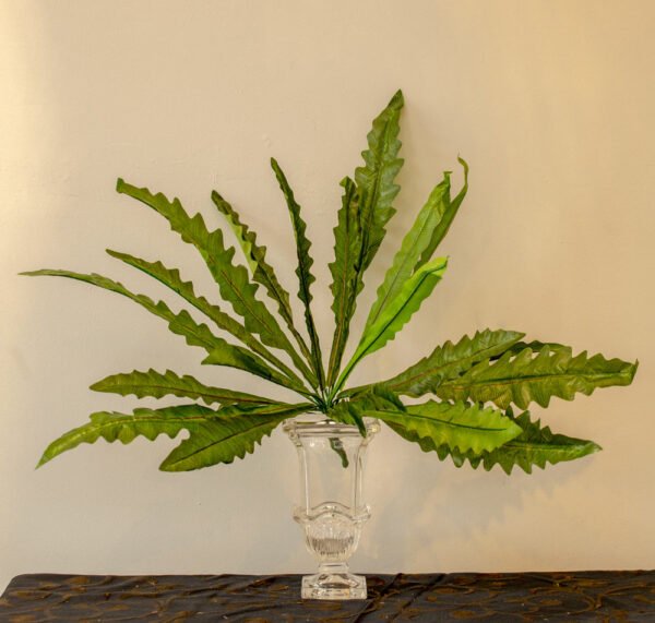 ASE502L Seaweed Fern