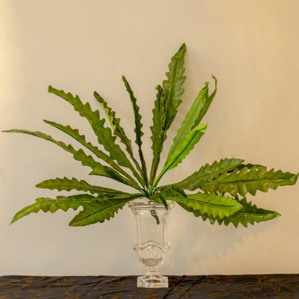 ASE502L Seaweed Fern