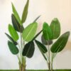 ABT502L (b) Banana Tree 160cm - Image 2