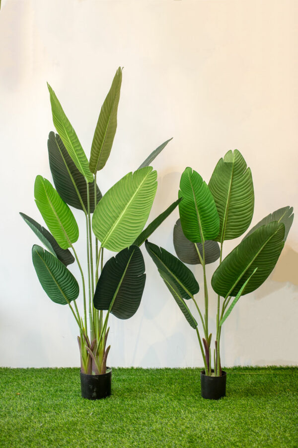 ABT502L (b) Banana Tree 160cm - Image 2
