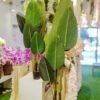 ABT502L (b) Banana Tree 160cm - Image 4