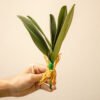 FLOL001 Orchid Leaf