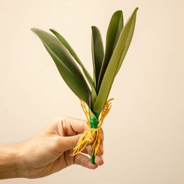 FLOL001 Orchid Leaf