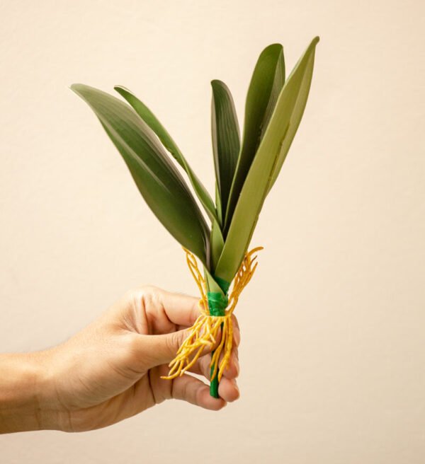 FLOL001 Orchid Leaf