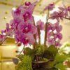 AOR603L Orchid Purple Polka Dot - Image 3