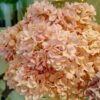 AHY402L Hydrangea Pink Peach - Image 4