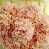 AHY401L Hydrangea Salmon Peach - Image 2