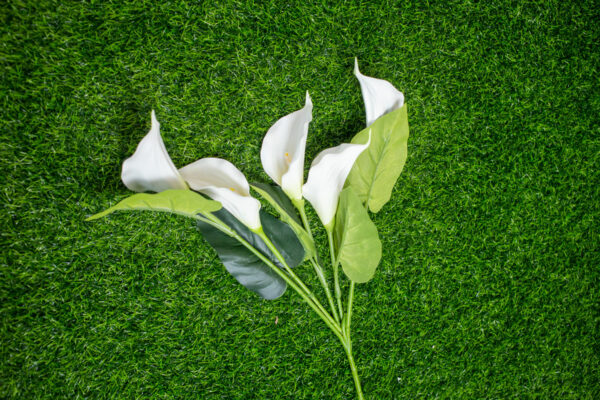NCLS001 New Calla Lily - Image 2