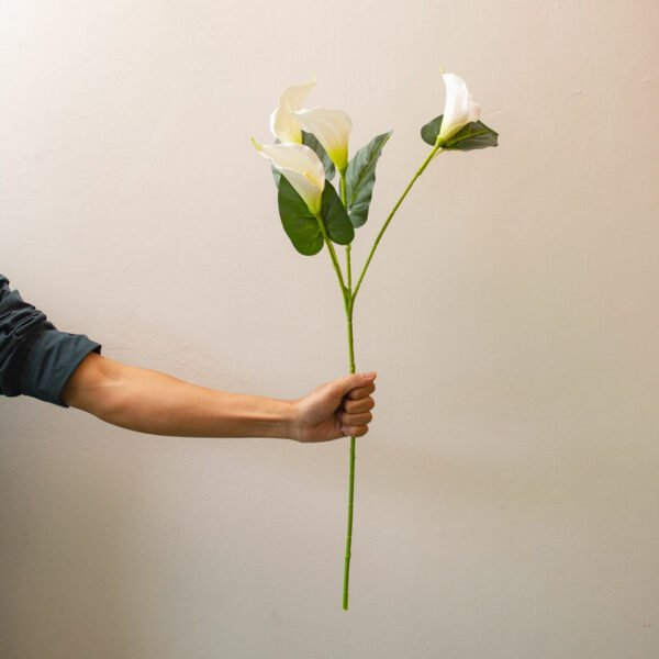 NCLS001 New Calla Lily