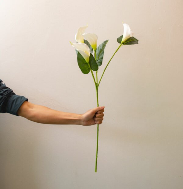 NCLS001 New Calla Lily