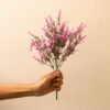 PLF001 Lavendar Flower Bush