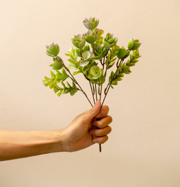 PLS001 Succulent Bush