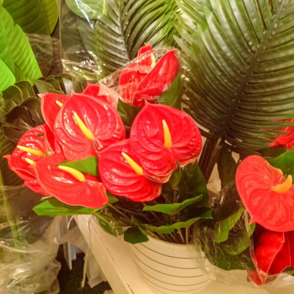 FLA902L Fresh Look Anthurium Bush Pair