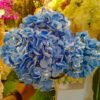AHY105L Hydrangea White Blue - Image 2
