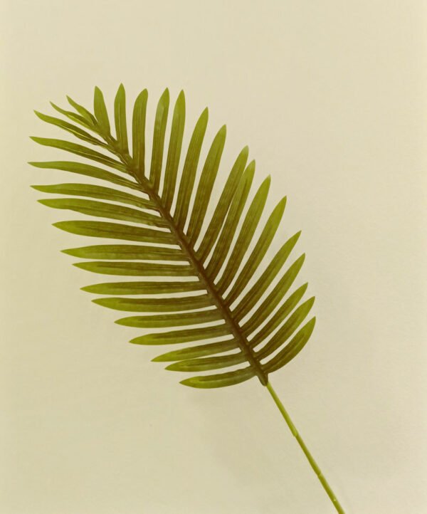 SPL502L Single Areca Palm Leaf - Image 3
