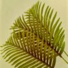 SPL502L Single Areca Palm Leaf - Image 2