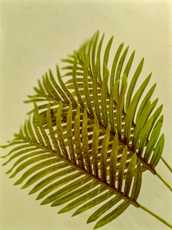 SPL502L Single Areca Palm Leaf - Image 2