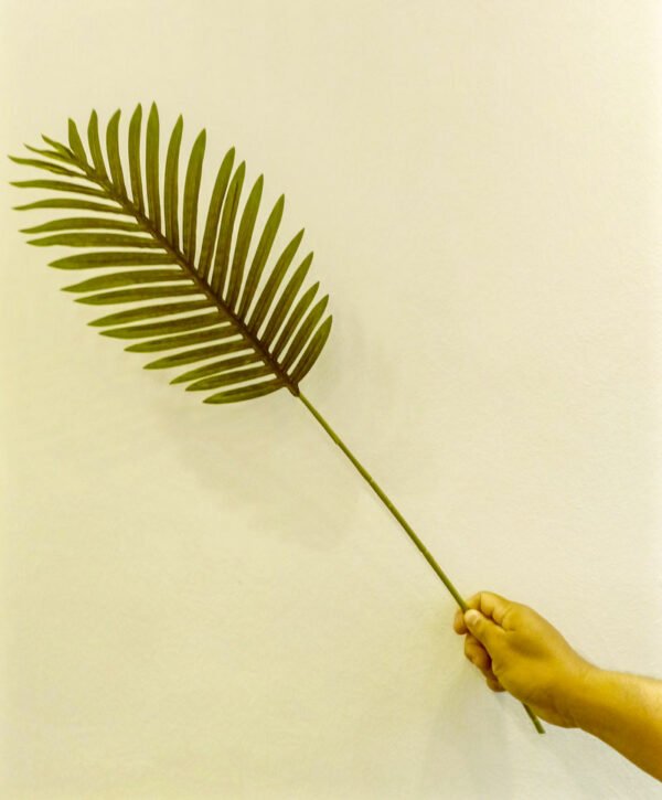 SPL502L Single Areca Palm Leaf