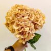 AHY704L Hydrangea Brown Pink