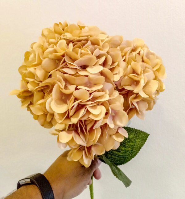 AHY704L Hydrangea Brown Pink