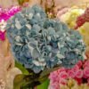 AHY504L Hydrangea Mint Green - Image 2