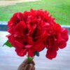 AHY902L Hydrangea Red Large Petals - Image 2