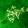 BBB101L Baby Breath White - Image 3