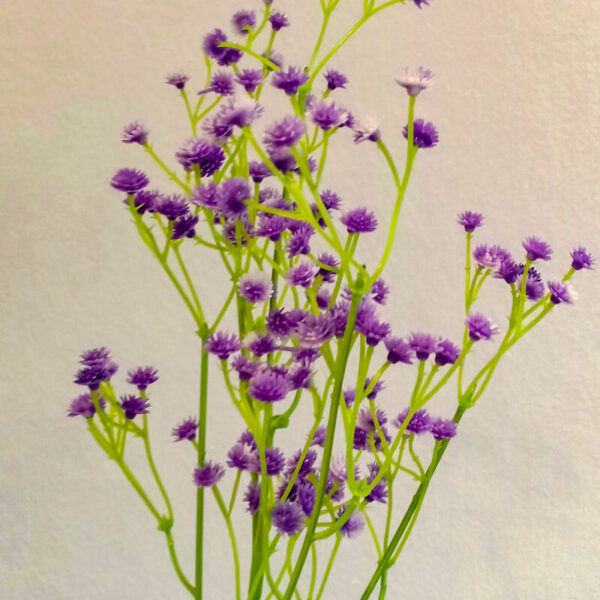 BBB602L Baby Breath Lavender