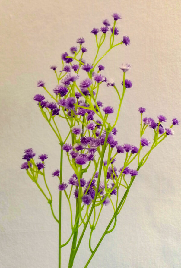 BBB602L Baby Breath Lavender