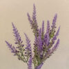 LVD602L Lavender