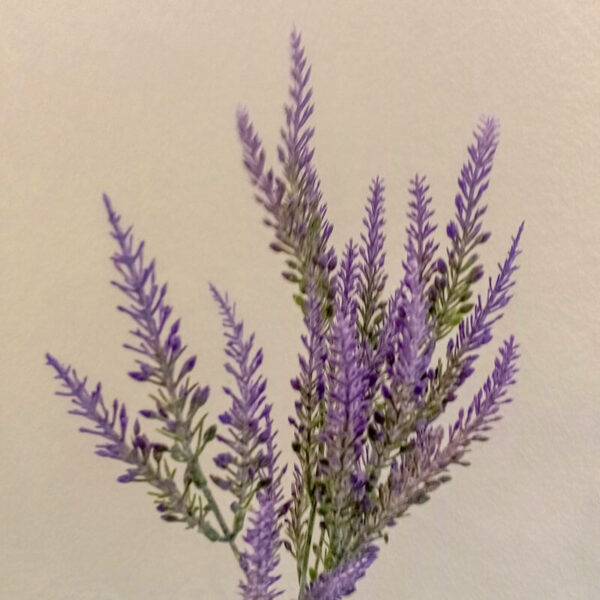 LVD602L Lavender